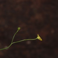 Utricularia gibba L.